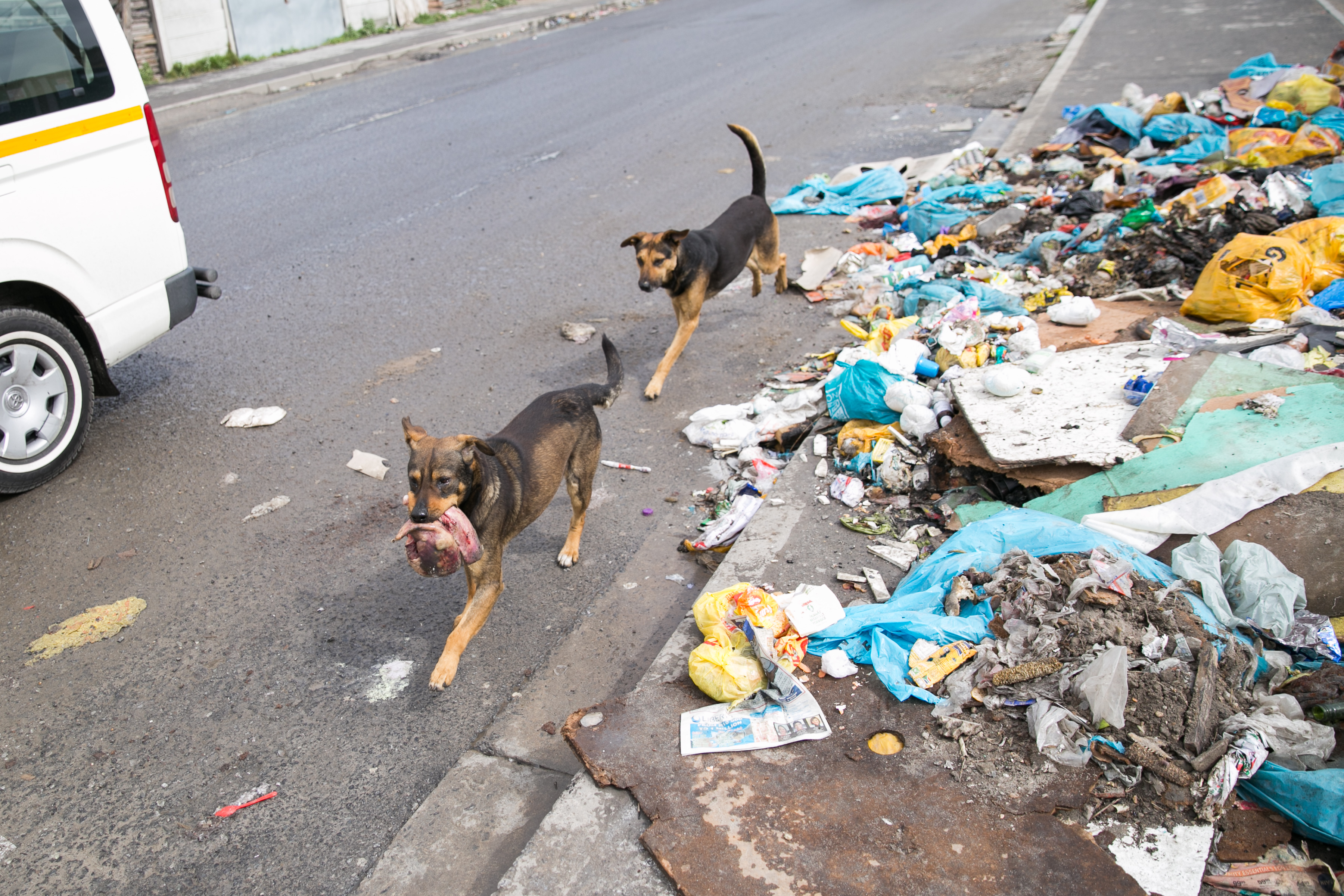 Dead dogs, dirty nappies, old food rubbish piles up in Marikana GroundUp